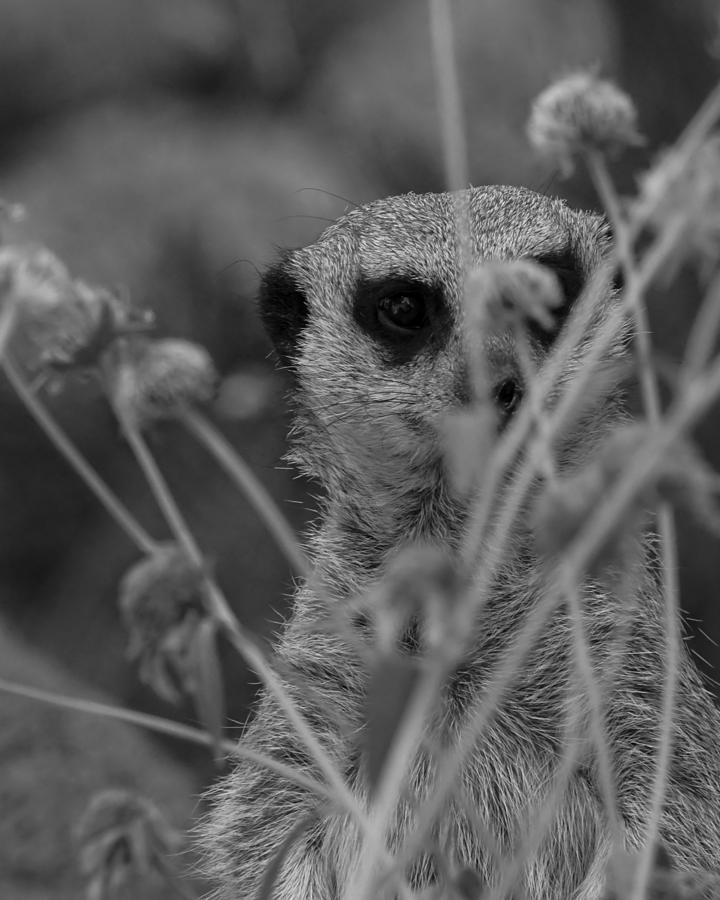 Meerkat Photograph - The Meerkat BW by Ernest Echols