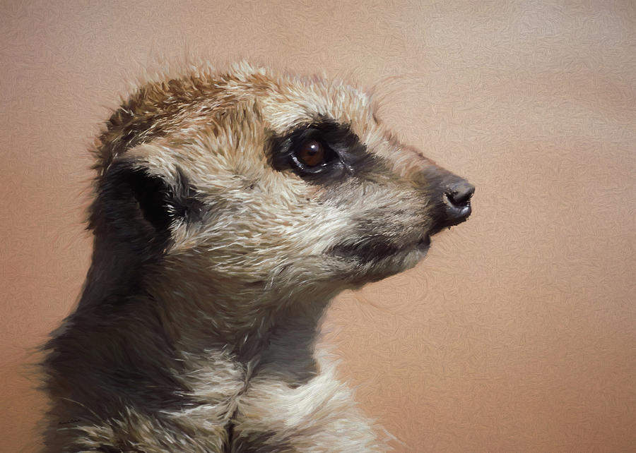 The Meerkat DA Digital Art by Ernest Echols