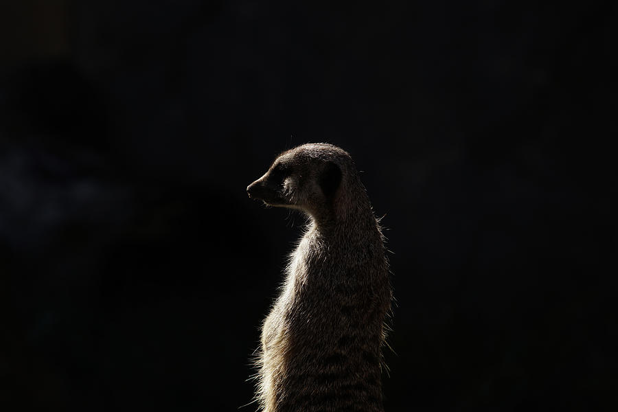 The Meerkat Photograph by Ernest Echols