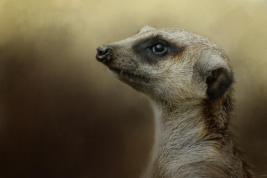 Animal Photograph - The Meerkat by Jai Johnson