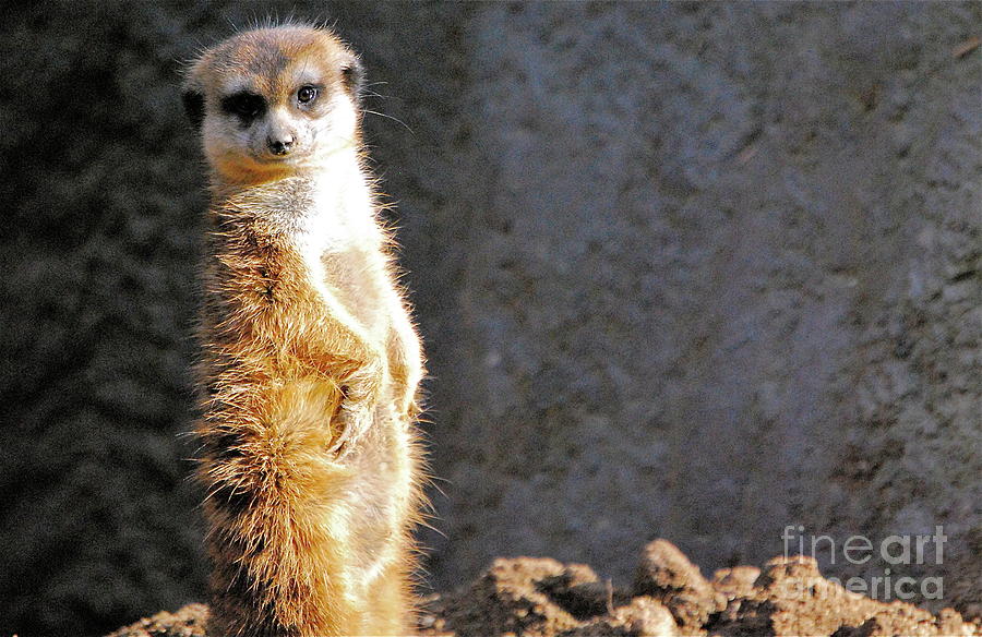 The Meerkat Look Photograph by Lori Leigh