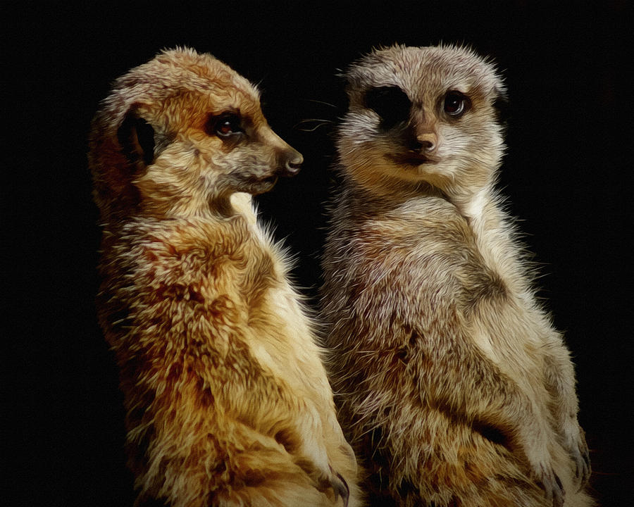 Meerkat Digital Art - The Meerkats by Ernest Echols