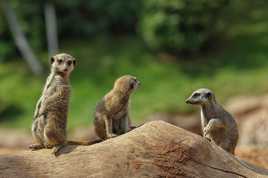 The Meerkats Photograph by Jon Jones