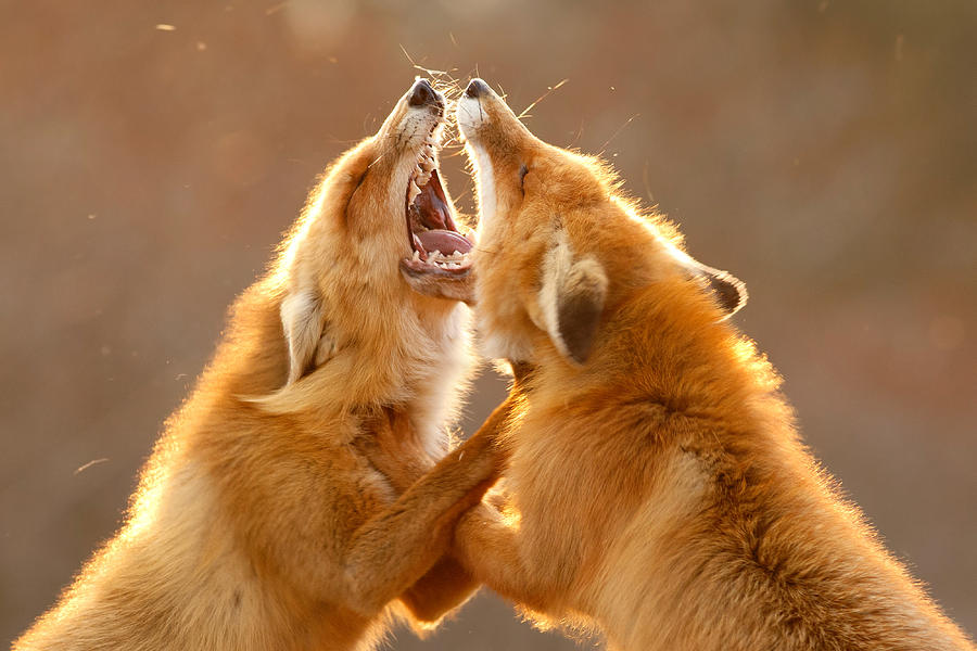 Wildlife Photograph - The Meeting _ Red Fox Fight by Roeselien Raimond