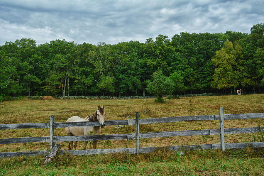 Yellow - The Mellow Neighbor Horse Photograph by Garrett Sheehan