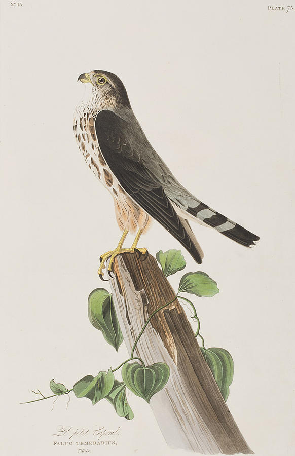 John James Audubon Painting - The Merlin by John James Audubon