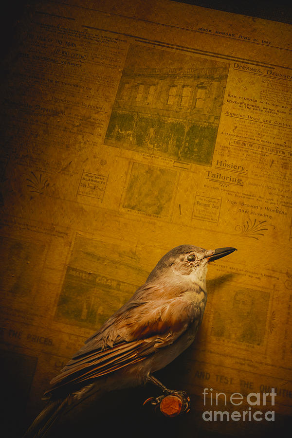The messenger bird Photograph by Jorgo Photography
