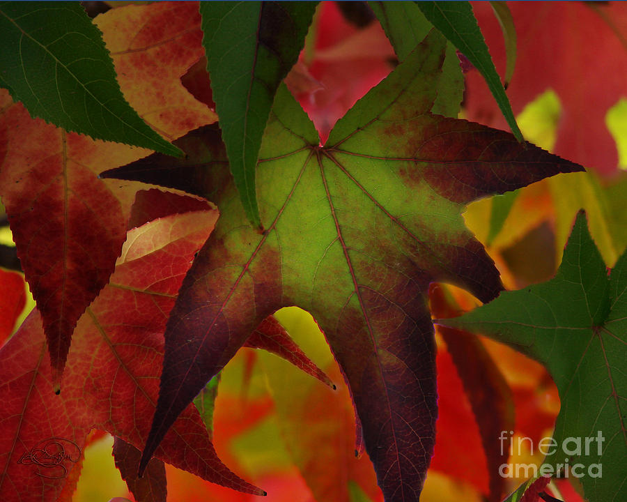 Fall Digital Art - The Middle Of Autumn by Vicki Lea Eggen
