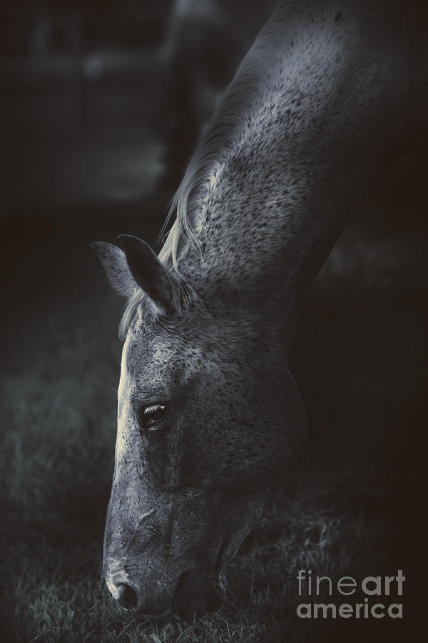 The midnight stallion Photograph by Jorgo Photography