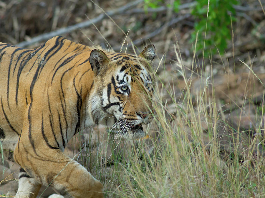 the mighty Bengal Tiger Photograph by Rudraksha Chodankar | Fine Art ...