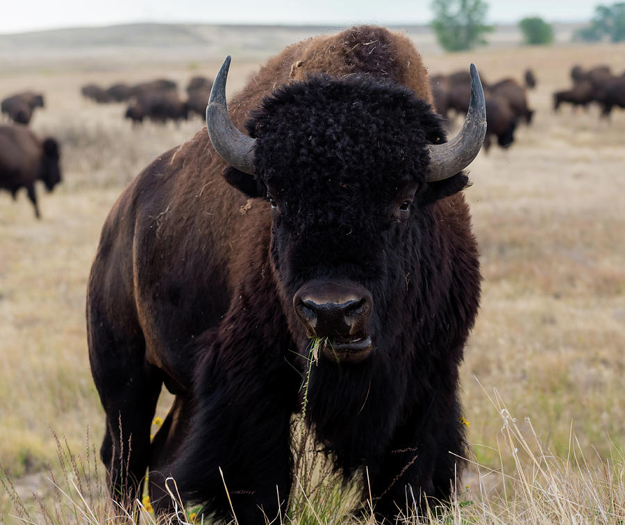 The Mighty Bison Photograph by Gary Kochel