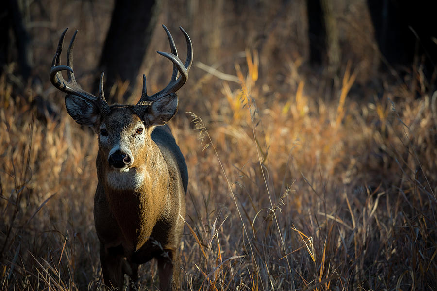 The Mighty Buck Photograph by Gary Kochel