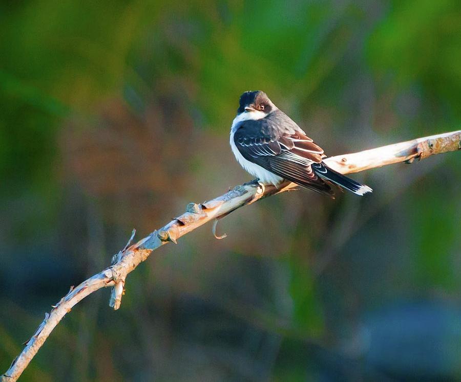 The Mighty Eastern Kingbird Photograph by Heather Hubbard The Mighty Eastern Kingbird Photograph by Heather Hubbard