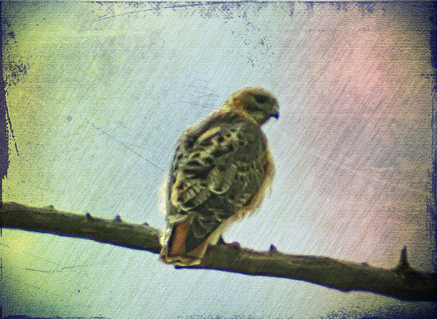 Falcon Photograph - The Mighty Falcon by Bill Cannon