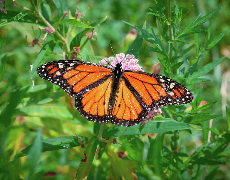 The Mighty Monarch Photograph By David Lamb - Fine Art America