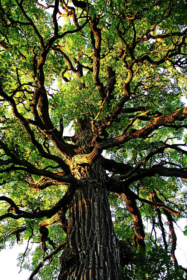 The Mighty Oak Photograph by Debbie Oppermann