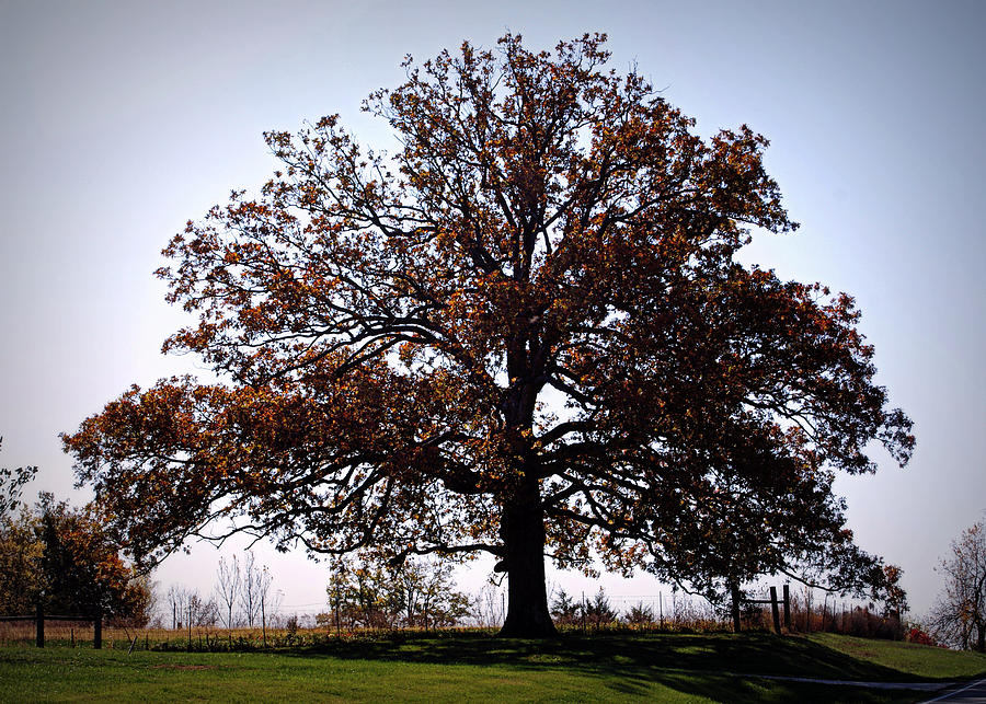 The Mighty Oak in Fall Photograph by Cricket Hackmann