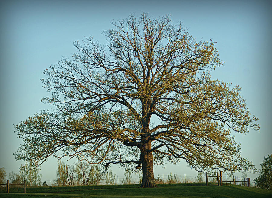 Tree Photograph - The Mighty Oak in Spring by Cricket Hackmann