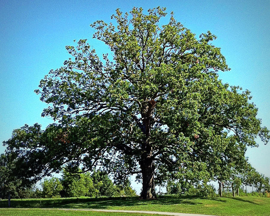 The Mighty Oak In Summer Photograph