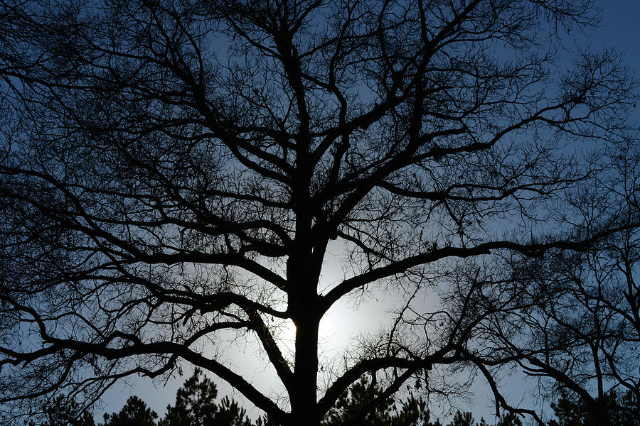 The Mighty Oak in Winter Photograph by Gwen Juarez - Fine Art America