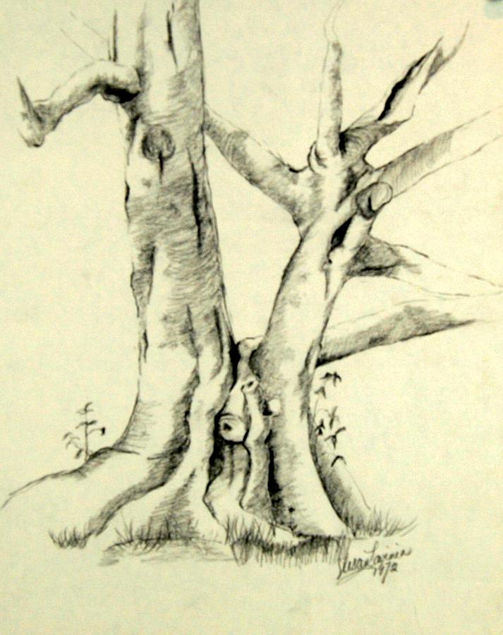 Oak Drawing - The Mighty Oak by Susan Fowler