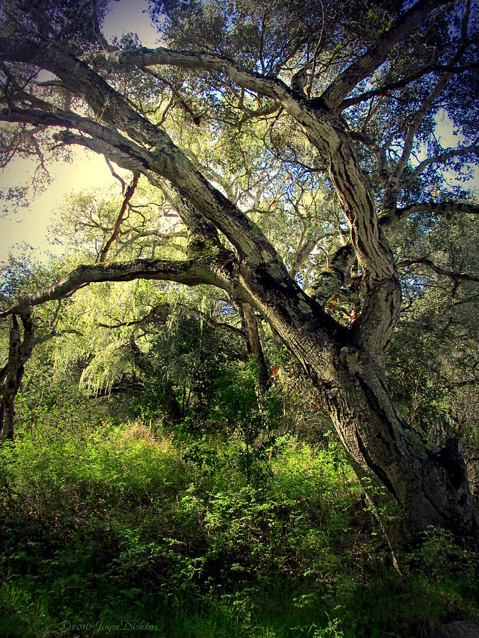 The Mighty Oaks Of Garland Ranch Park 1 Photograph by Joyce Dickens ...