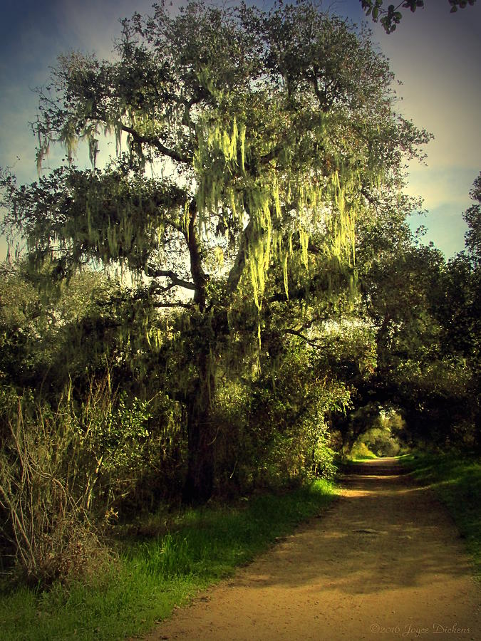 Unique Photograph - The Mighty Oaks Of Garland Ranch Park 2 by Joyce Dickens