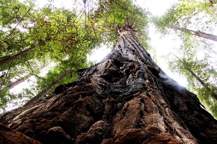 The Mighty Redwood Photograph by Charlene Reinauer