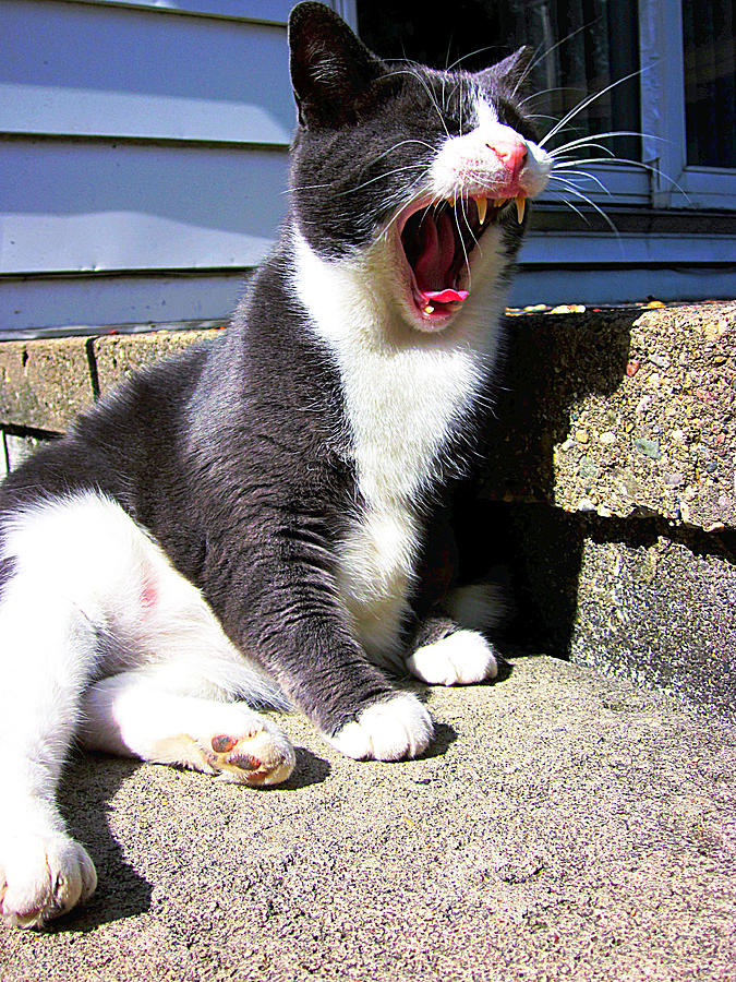 Cat Photograph - The Mighty Roar of Morty by Guy Ricketts