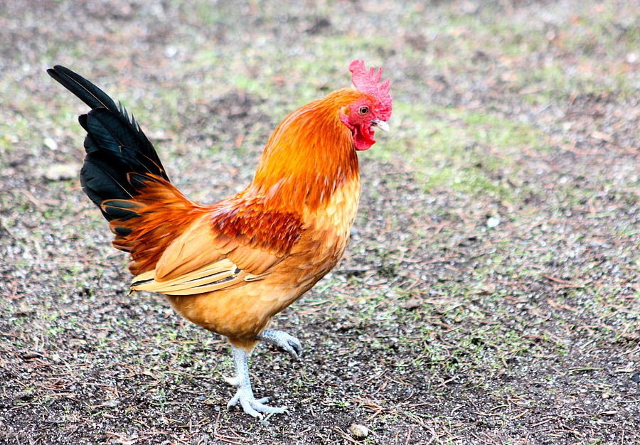 Rooster Photograph - The Mighty Rooster by Nick Gustafson