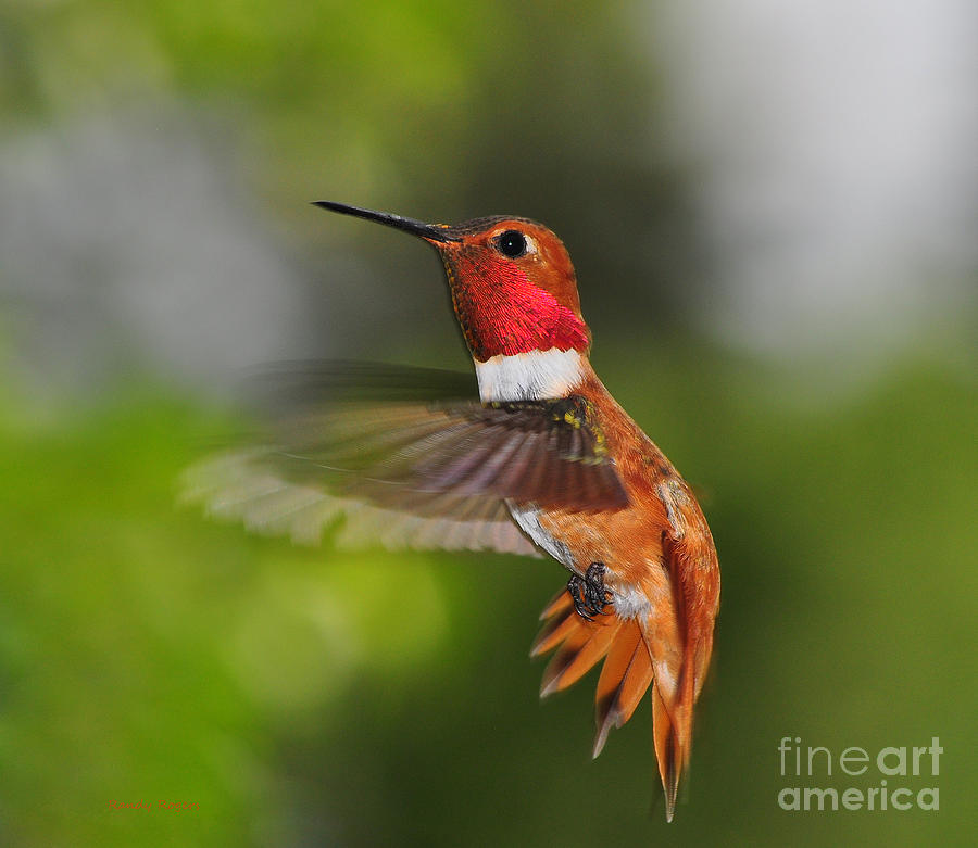 The Mighty Rufous Photograph by Randy Rogers