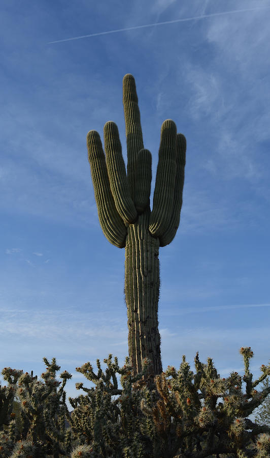 The Mighty Saguaro Photograph by Aimee L Maher ALM GALLERY