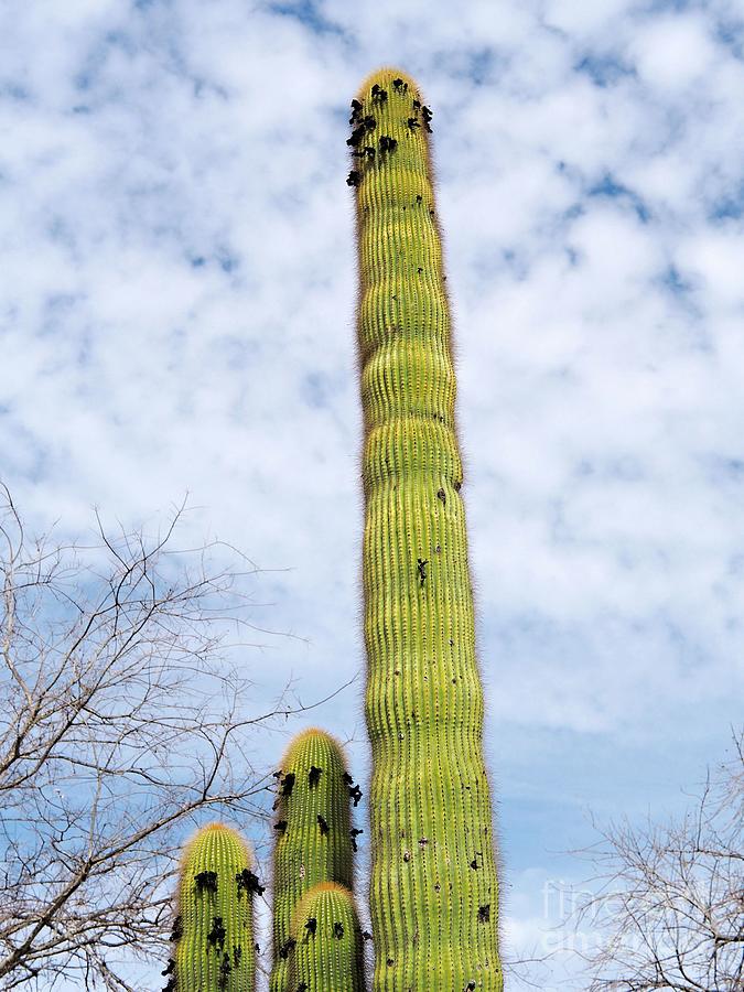 The Mighty Saguaro Photograph