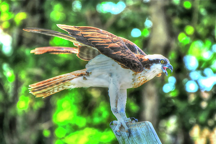 Osprey Photograph - The Mighty Sea Eagle by Don Mercer