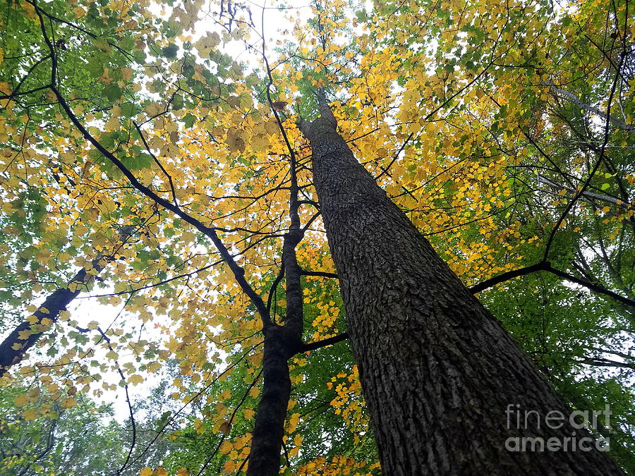 The Mighty Tulip Poplar State Tree Of Indiana Photograph by Scott D Van ...