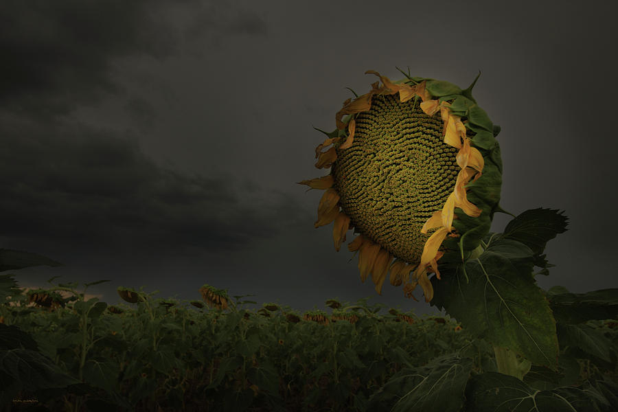 A Sign Of Hope Among A Crowd Of Despair by Brian Gustafson A Sign Of Hope Among A Crowd Of Despair by Brian Gustafson