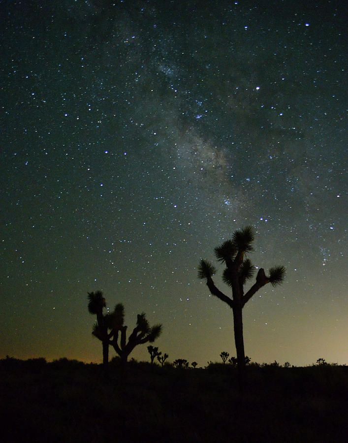 The Milky Way and Joshua Trees Photograph by Patricia Quandel