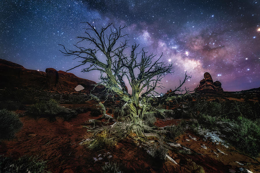 The Milky Way Tree Photograph by Michael Ash