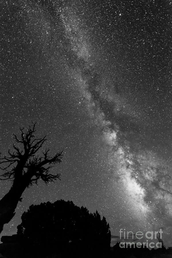 Tree Photograph - The Milkyway Without Color by Benjamin Reed