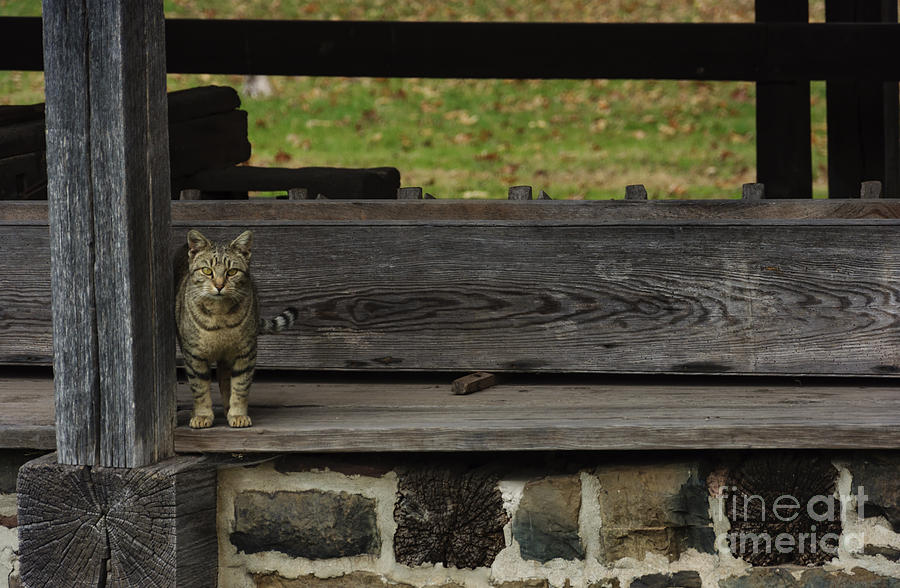 The Mill Cat Photograph by Debra Fedchin