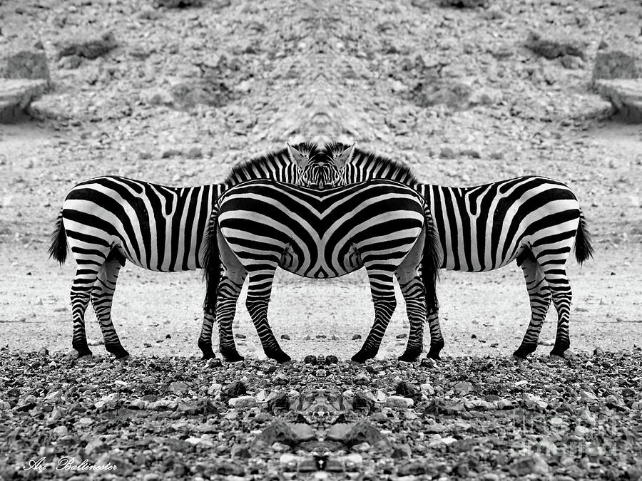 The mirrord zebra Photograph by Arik Baltinester