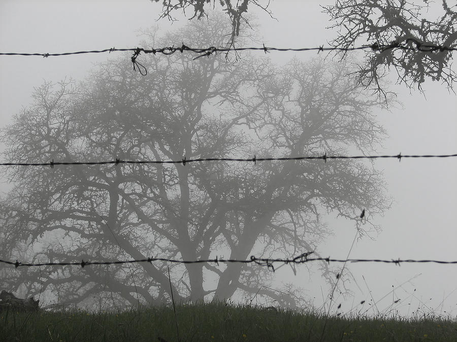 The Mist -- Oak Tree Behind Barbed Wire on Mt. Hamilton, California Photograph by Darin Volpe