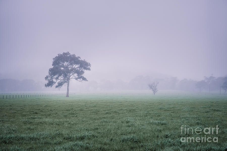 The Mist Settles by Ray Warren The Mist Settles by Ray Warren