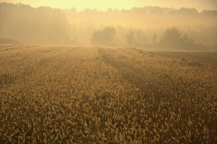 Fall Photograph - The Mist Valley by Svetlana Peric