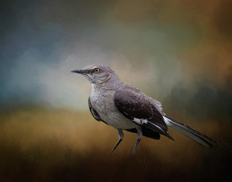 The Mockingbird A Bird of Many Songs Photograph by David and Carol Kelly