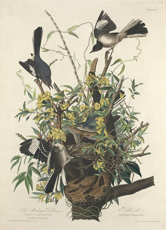 The Mockingbird Drawing by Dreyer Wildlife Print Collections 