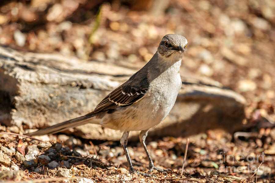 The Mockingbird Photograph by Robert Bales