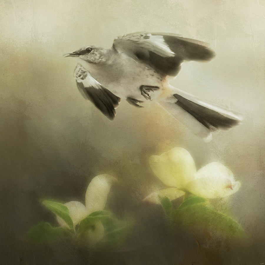 The Mockingbirds Spring Flight Photograph by Jai Johnson