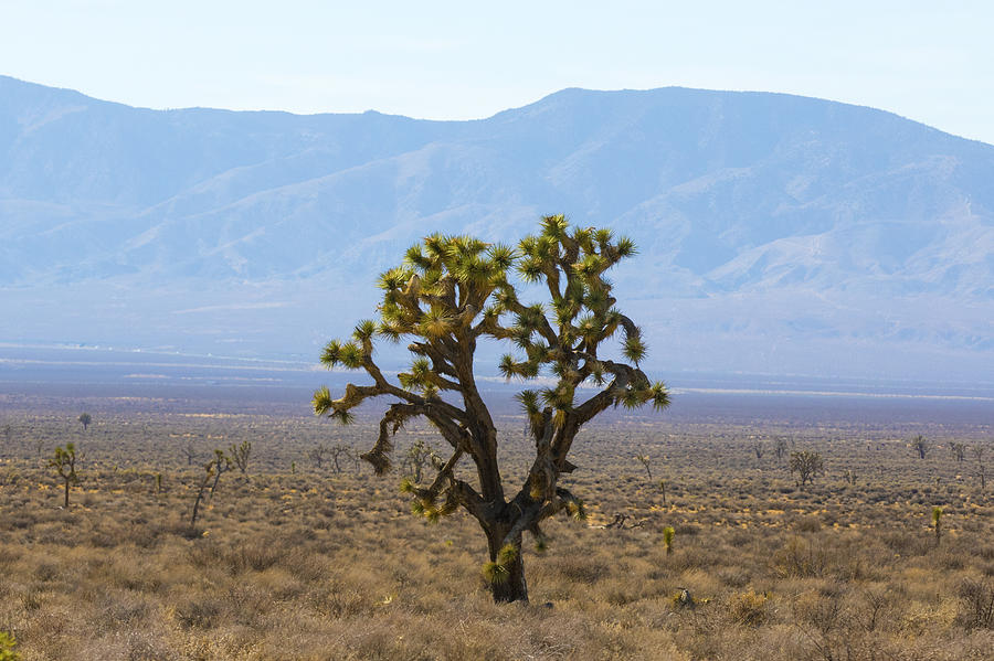 The Mojave Desert Photograph by Matt McDonald