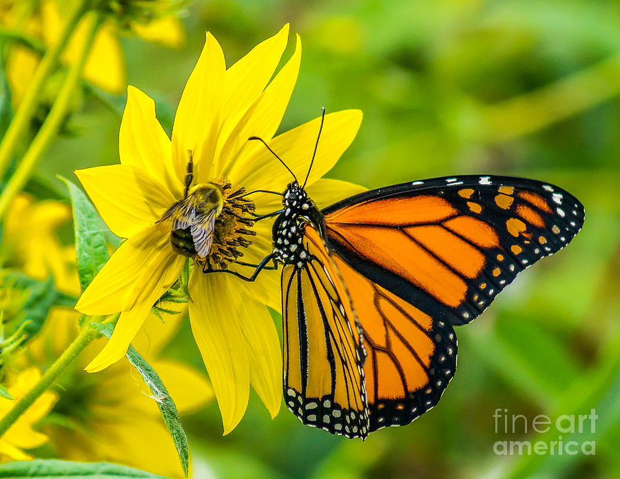 The Monarch and the Bee Photograph by Nick Zelinsky Jr